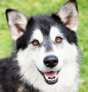 Miley - 4 yo female Malamute