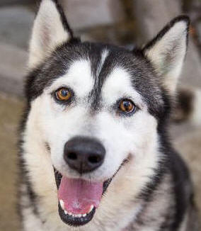 Taytum - 6 yo male Malamute X Husky