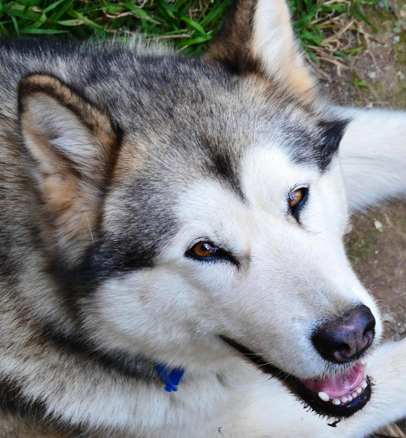 Daisy - 3 yo female Malamute x Husky