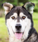 Khan - 2 yo male Malamute