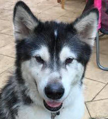 Bear - 7yo male Malamute