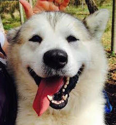 Axle - 4 yo male Malamute