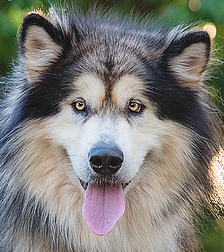 Solomon - 4 yo male Alaskan Malamute