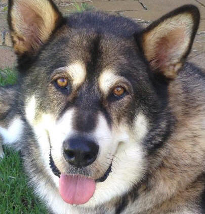 Bear - 8 yo male Malamute