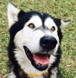 Bronte - 10 yo female Malamute