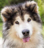 Chief - 8 yo male Malamute