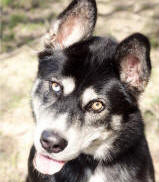 Chloe - 1 yo female Malamute X Husky