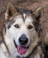 Jedi - 3 yo male Malamute x Husky