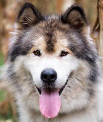 Marley - 5 yo male Malamute