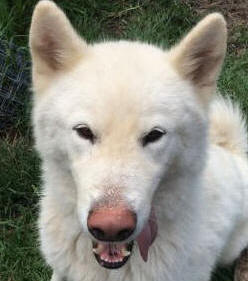 Rico - 3 yo male Malamute