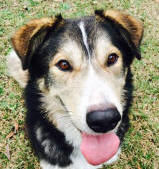 Shaggy - 3 yo male Malamute X