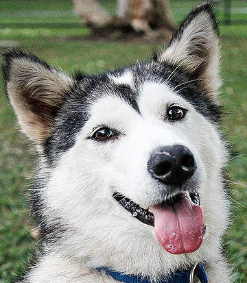 Kelseigh - 1 yo female Malamute X Husky