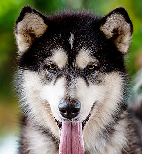 Sampson - 5yo male Malamute