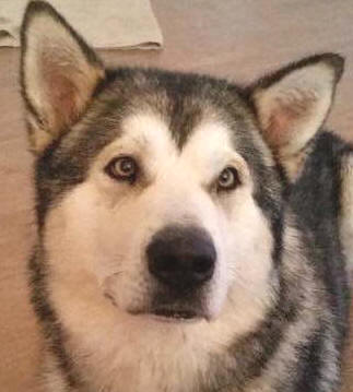 Athos - 2 yo male Malamute