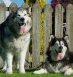 Nikki & Diesel - 7 yo female & male Malamutes