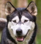 Nikita - 4 yo female Malamute