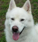 Snow - 2 yo male Malamute