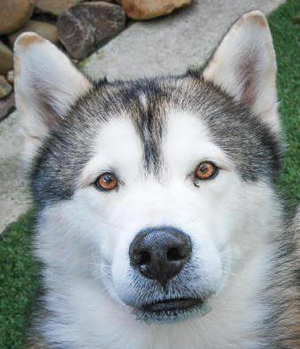 Buddy - 6 yo male Alaskan Malamute