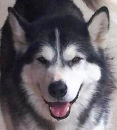 Kobe - 6 yo male Malamute