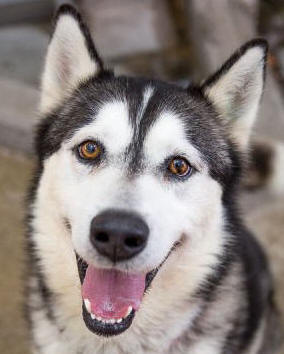 Taytum - 6 yo male Malamute x Husky