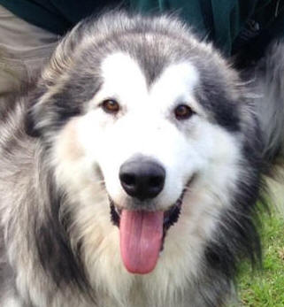 Max - 4 yo male Malamute