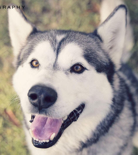 Timba - 6 yo male Malamute X