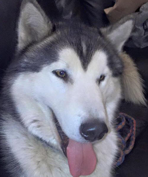 Simba - 18 mo male Malamute