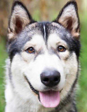 Hex - 2yo female Malamute