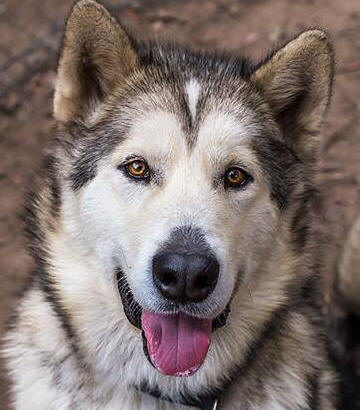 Jedi - 3 yo male Malamute X Husky