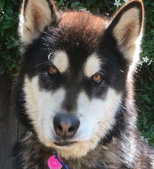 Myah - 6 yo female Malamute