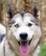 Henry - 1 yo male Malamute x Husky