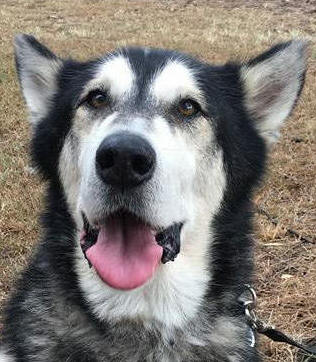 Meeko - 10 yo male Malamute