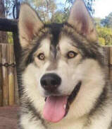 Oakley - 1 yo male Malamute