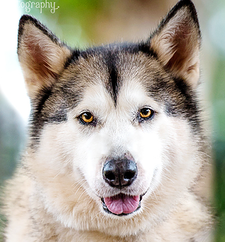 Indie - 6 yo female Malamute