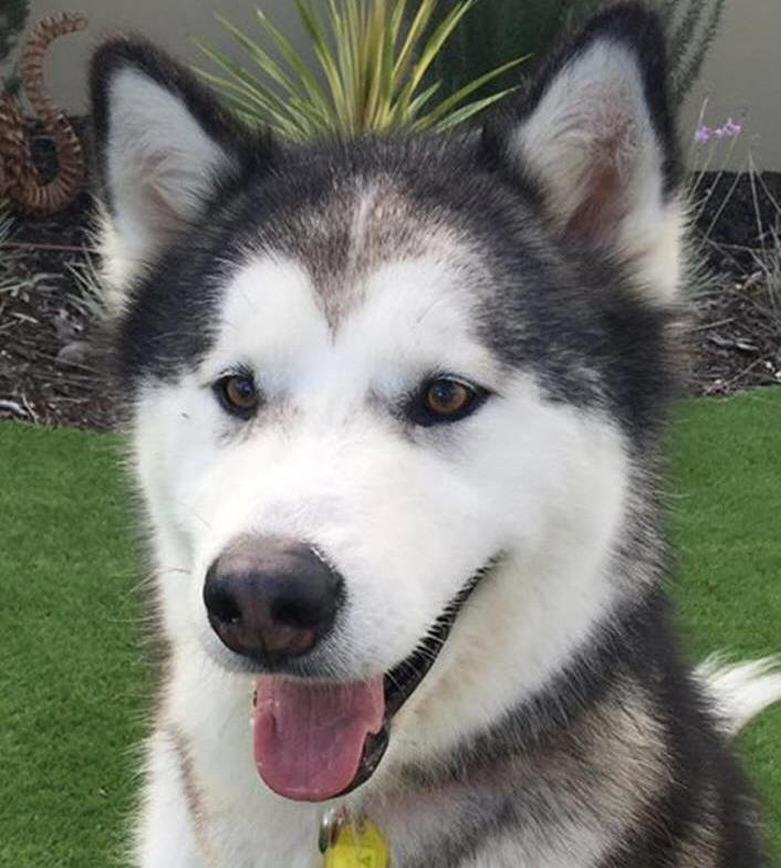 Keira - 2 yo female Malamute