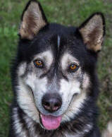 Cruiser - 3 yo male Malamute X Husky