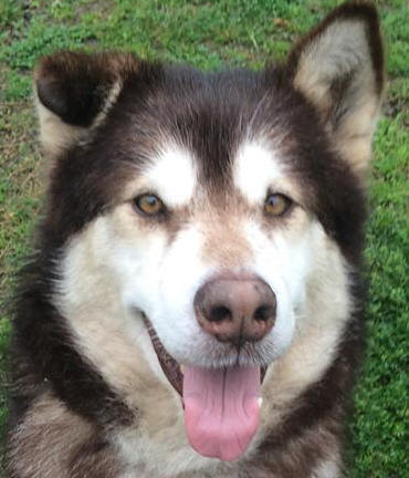 Alaska - 6 yo female Malamute