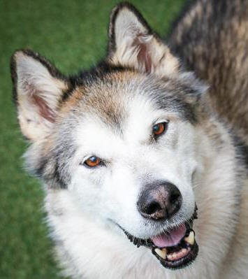 Saskya - 9 yo female Malamute X