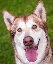 Tori - 5 yo female Malamute