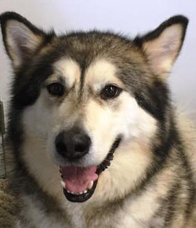 General - 6 yo male Malamute