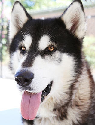 Zeek - 7 yo male Malamute