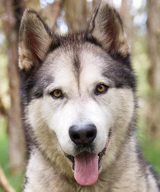 Archie - 4 yo male Malamute