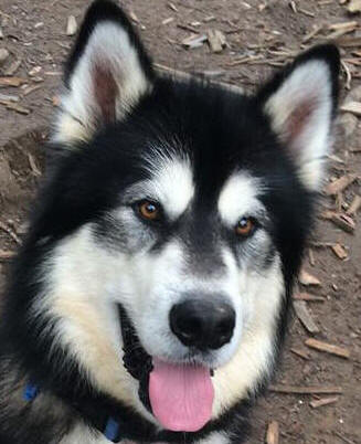 Diablo - 3 yo male Malamute