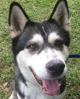 Gypsy - 3 yo female Malamute