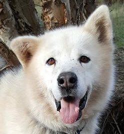 Hugo - 5 yo male Malamute