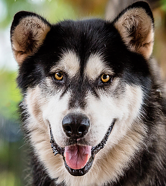 Dexter - 7yo male Malamute