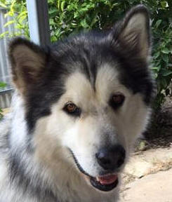 Nanuk - 1 yo male Malamute