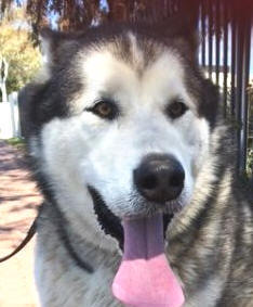 Sarge - male Malamute