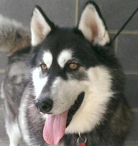 Zorro - adopted male Malamute