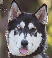 Cheezel - 1 yo male Malamute x Husky